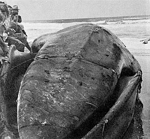 Head-on view of a fin whale. Linked to larger image of Figure 21.