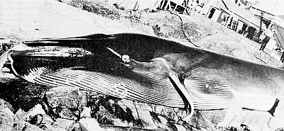 Fin whale showing ventral grooves. Linked to larger image of Figure 23.