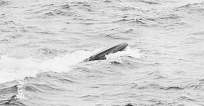 Head of a sei whale. Linked to larger image of Figure 24.