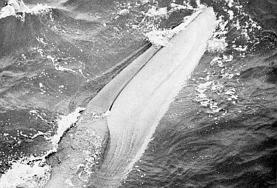 Sei whale - detail of lips. Linked to larger image of FIgure 25.