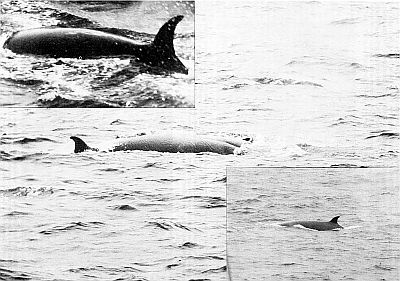 Sei whales swimming. Linked to larger image of Figure 26.