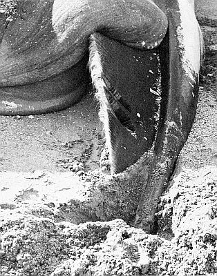 Jaw of stranded sei whale. Linked to larger image of Figure 29.
