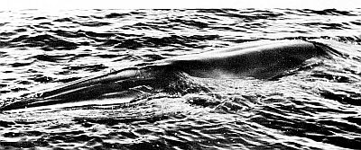 Head of a Bryde's whale. Linked to larger image of Figure 30.