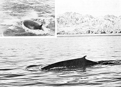 Bryde's whales. Larger images linked from figure caption.