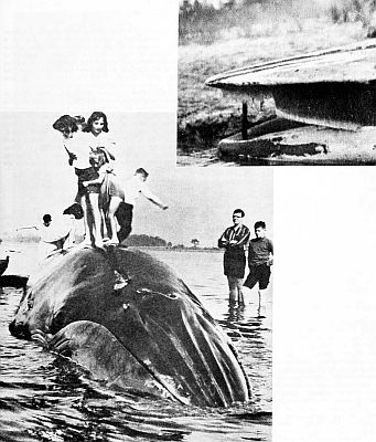 Stranded Bryde's whales. Larger images linked from figure caption.