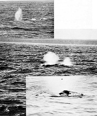 Three views of blowing humpback whales. Linked to larger image of Figure 33.