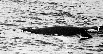 Humpback whale mother and calf. Linked to larger image of Figure 35.