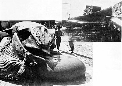 Detail of humpback whale head. Linked to larger image of Figure 40.