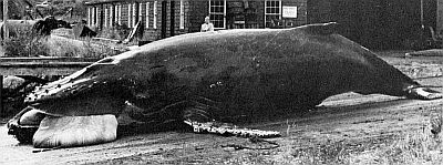 Humpback whale. Linked to larger image of Figure 41.