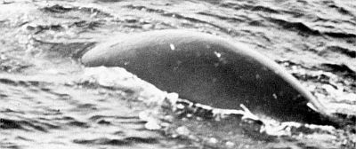 Bowhead whale back. Linked to larger image of Figure 44.