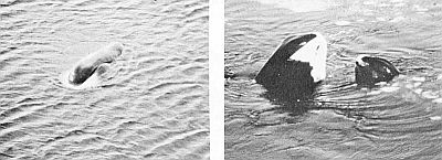 Heads of bowhead whales. Linked to larger image of Figure 45.