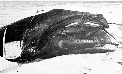 A harpooned bowhead whale. Linked to larger image of Figure 46.