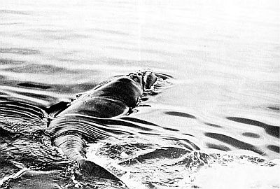 Right whale. Linked to larger image of Figure 48.