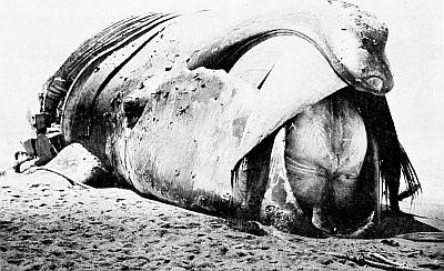 A stranded right whale. Linked to a larger image of Figure 51.