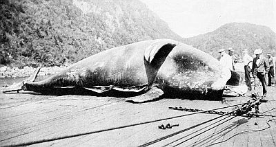 A ventral view of a harpooned right whale. Linked to a larger image of Figure 52.