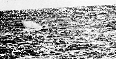 Sperm whale blowing. Linked to larger image of Figure 54.