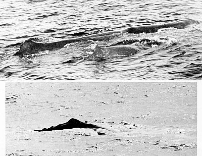 Sperm whales showing distinct dorsal hump. Linked to larger image of Figure 56.