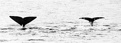 Sperm whales diving. Linked to larger image of Figure 57.
