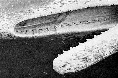 Detail of sperm whale jaw. Linked to larger image of Figure 59.