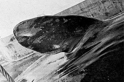 Detail of sperm whale flipper. Linked to larger image of Figure 61.