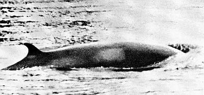 A minke whale. Linked to a larger image of Figure 62.
