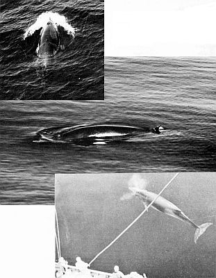 Three views of minke whales at sea. Larger images are linked from the figure caption.