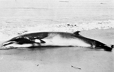 Stranded minke whale. Linked to larger image of Figure 65.