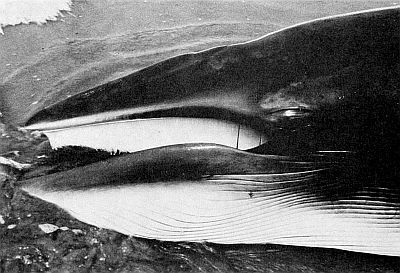 Detail of minke whale baleen plates. Linked to larger image of Figure 66.