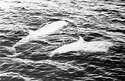 Northern bottlenosed whales. Linked to larger image of Figure 67.