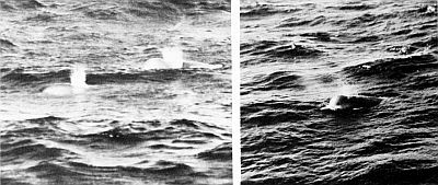 Heads of male northern bottlenosed whales. Larger images are linked from the figure caption.