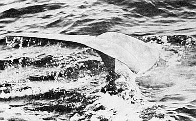 Northern bottlenosed whale diving. Linked to larger image of Figure 69.