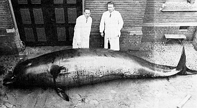 Stranded northern bottlenosed whale. Linked to larger image of Figure 70.