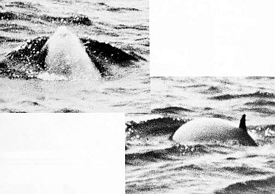 Goosebeaked whales. Linked to larger image of Figure 71.