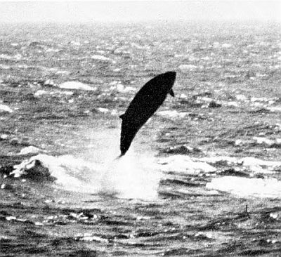 A beaked whale jumping. Linked to larger image of Figure 72.