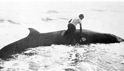 A stranded goosebeaked whale. Linked to larger image of Figure 73.
