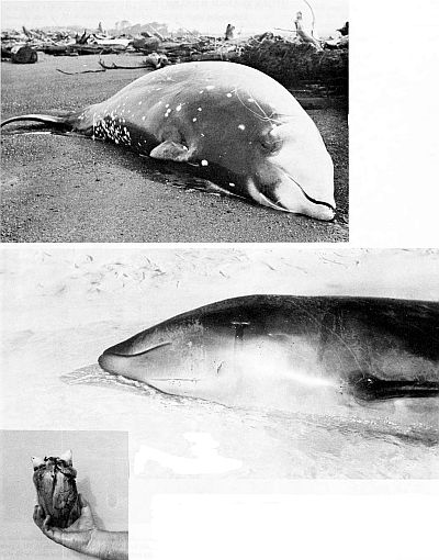 Stranded goosebeaked whales. Larger images linked from figure caption.