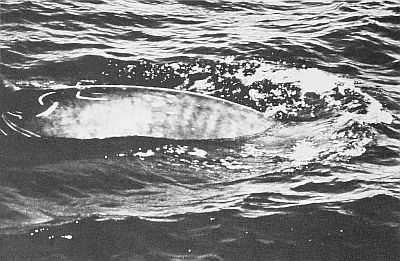 Unidentified beaked whale. Linked to larger image of Figure 76.