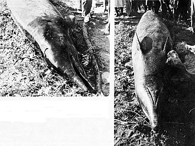 Stranded Antillean beaked whale. Linked to larger image of Figure 82.