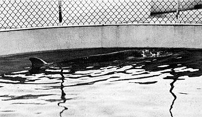 A dense-beaked whale. Linked to a larger image of Figure 83.