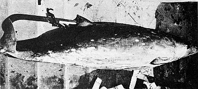 Stranded dense-beaked whale. Linked to larger image of Figure 85.