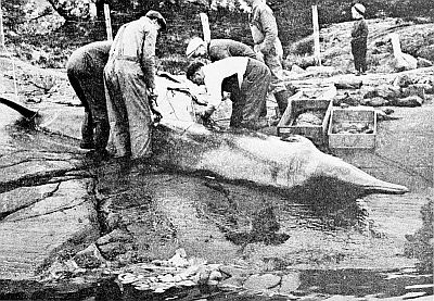 Strnded North Sea beaked whale. Linked to larger image of Figure 87.