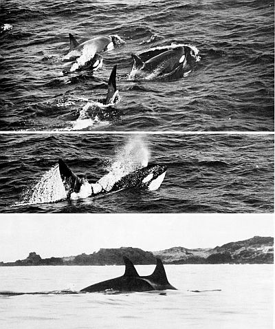 Killer whales. Larger images are linked from the figure caption.