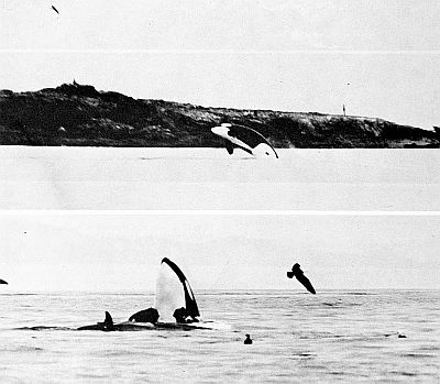 Killer whale behaviour. Linked to larger image of Figure 89.