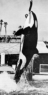 Killer whale n an aquarium. Linked to a larger image of Figure 90.