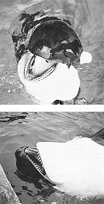 Detail of killer whale teeth. Linked to larger image of Figure 91.