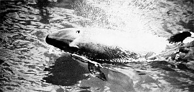 False killer whale riding a bow wave. Linked to larger image of Figure 93.