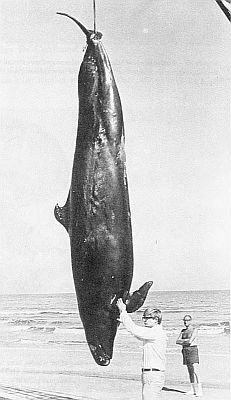 A stranded false killer whale. Linked to larger image of Figure 94.
