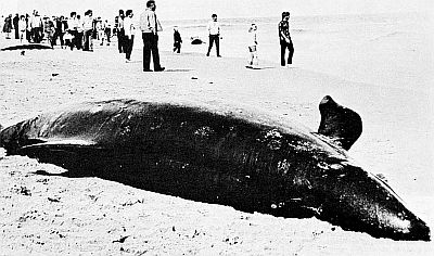 Stranded false killer whale. Linked to larger image of Figure 94.