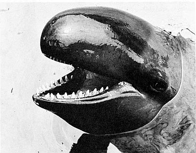 Detail of false killer whale teeth. Linked to larger image of Figure 96.