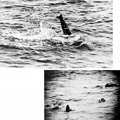 Atlantic pilot whales lob tailing and spy-hopping. Larger images are linked from the figure caption.